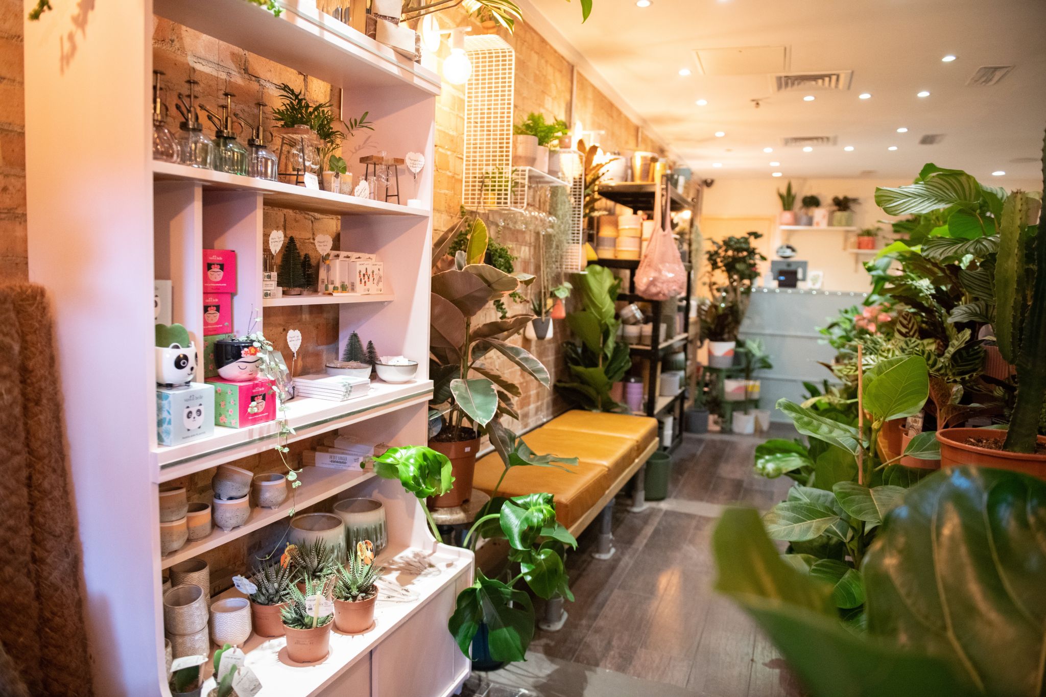 shelves in a shop with plant post and plants