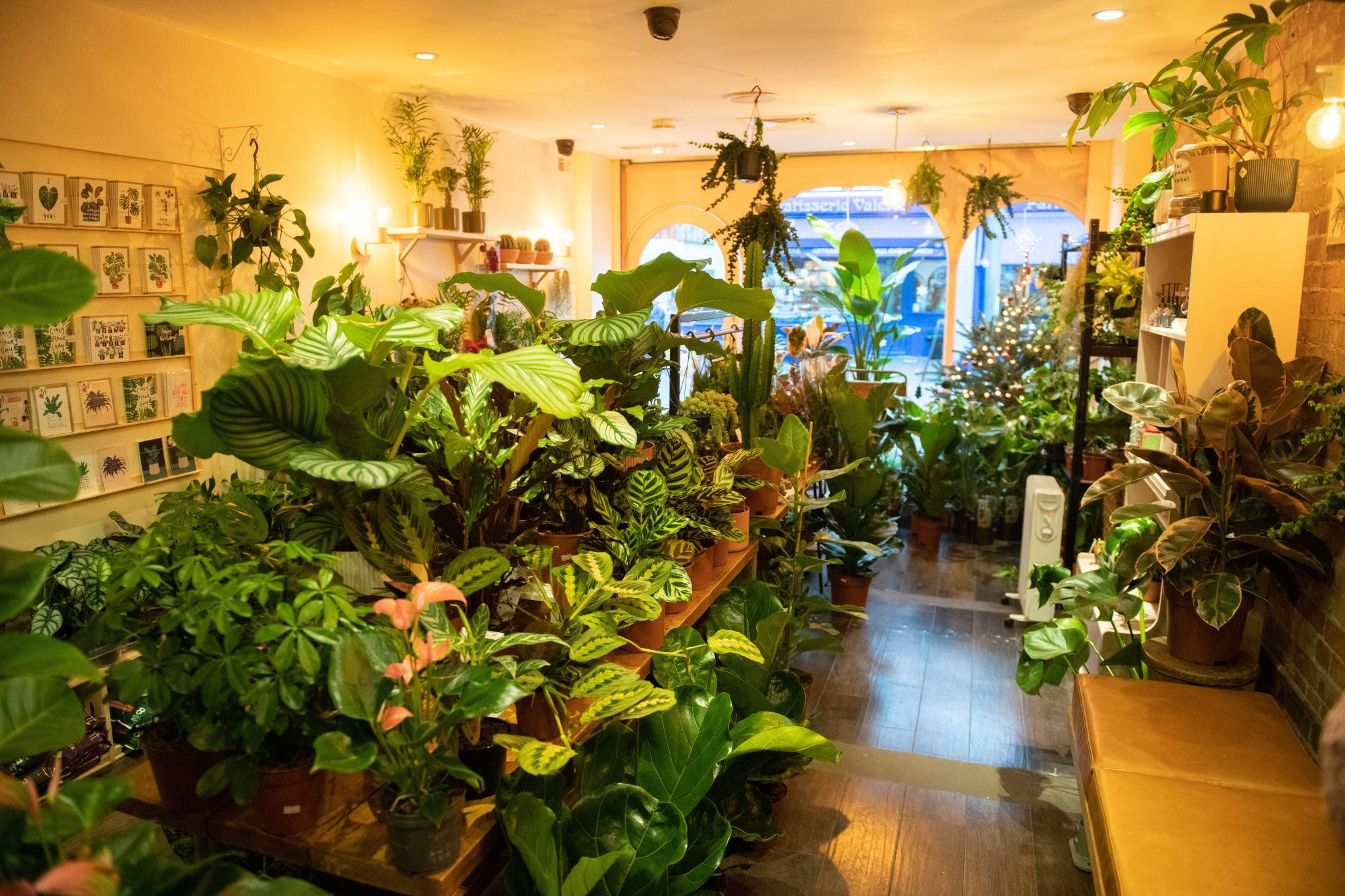 Interior of Greenka at Ealing Broadway with lots of green plants