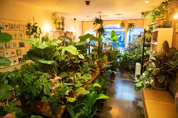 Interior of Greenka at Ealing Broadway with lots of green plants